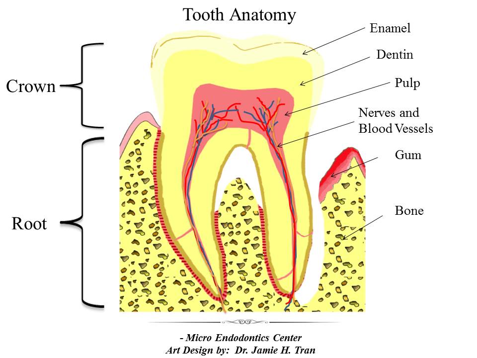 What Is An Endodontist